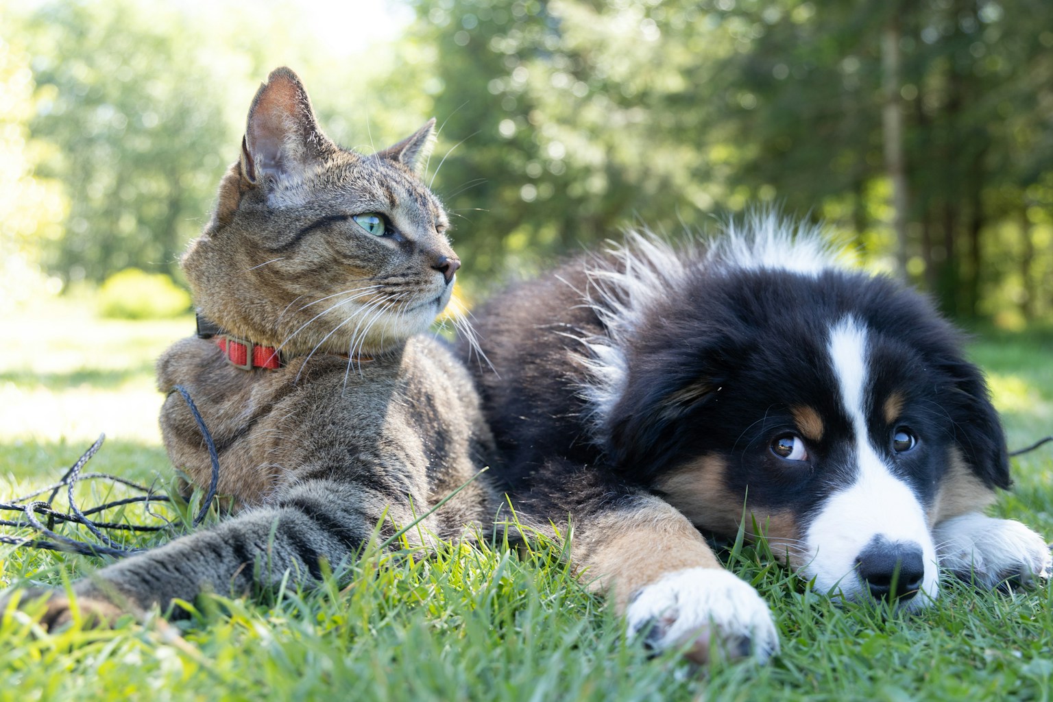 How to Travel with Pets: A Complete Guide for Animal Lovers