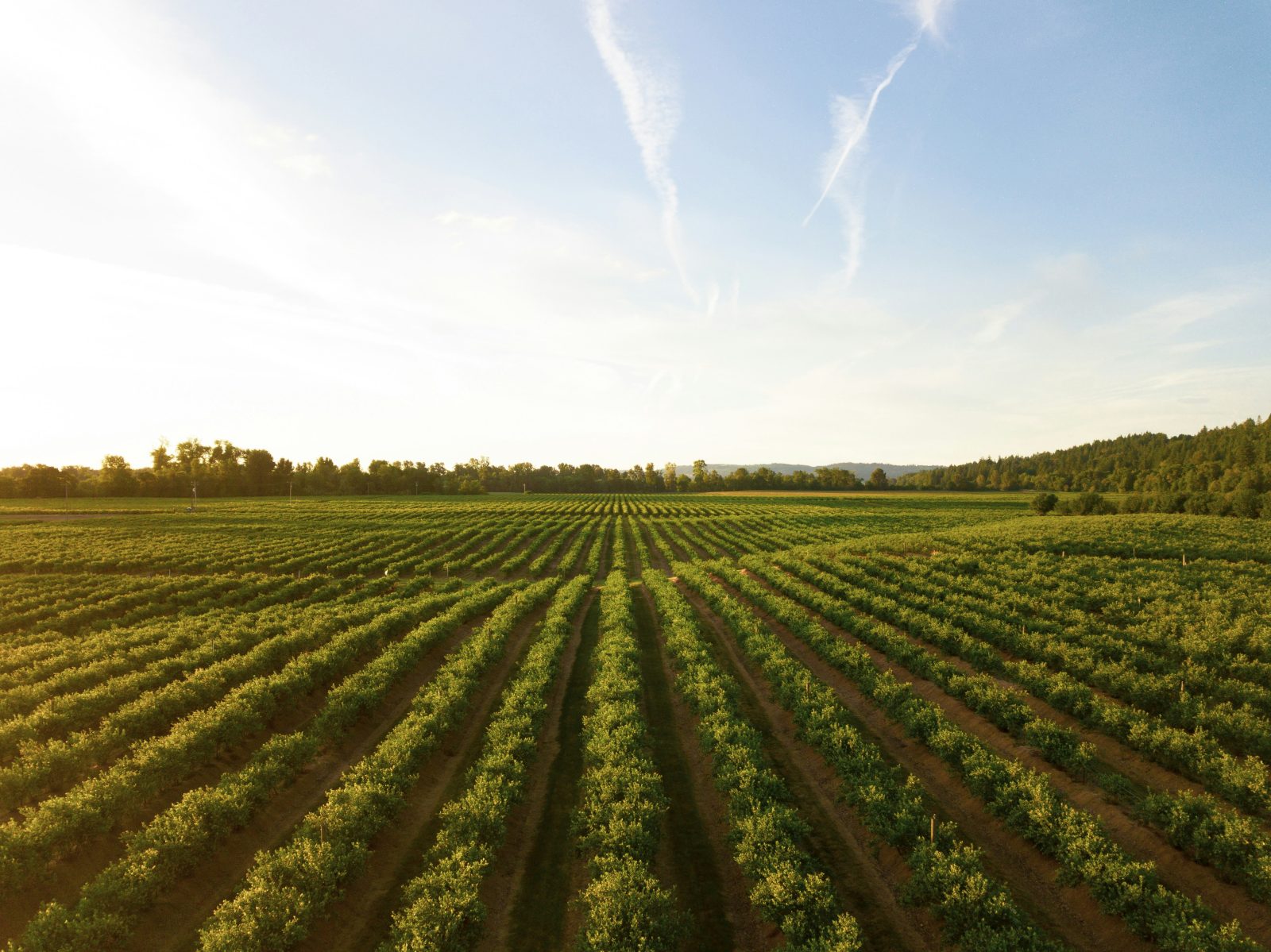 Exploring Germany’s Wine Regions: A Journey Through Vineyards